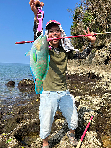 ブダイの釣果