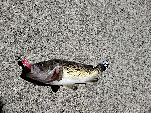 クロソイの釣果