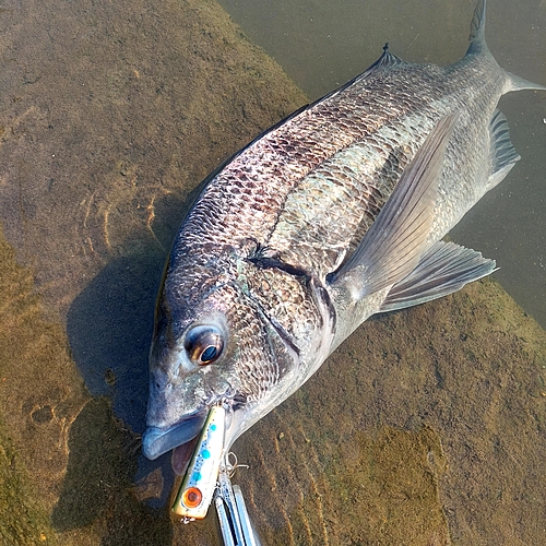 チヌの釣果