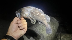 クロソイの釣果