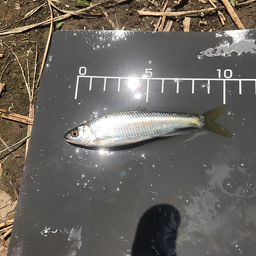 オイカワの釣果