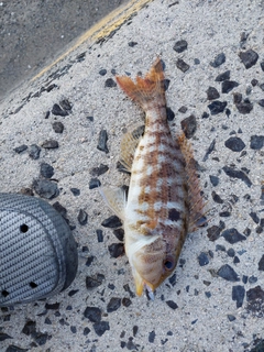 イトフエフキの釣果