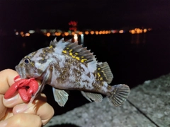 オウゴンムラソイの釣果