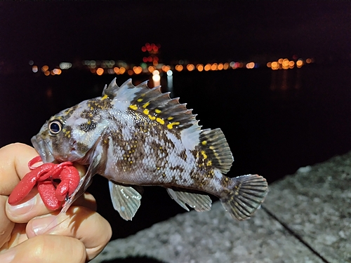 オウゴンムラソイの釣果