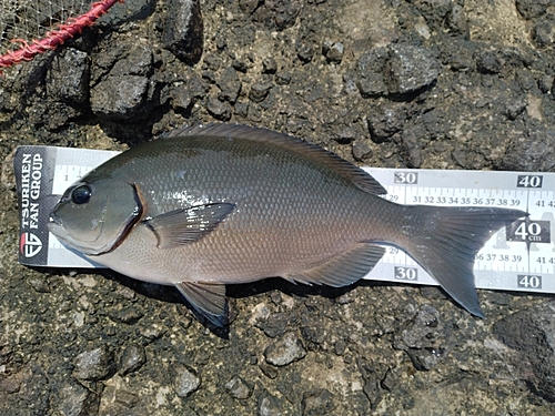 オナガグレの釣果