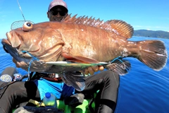 マハタの釣果