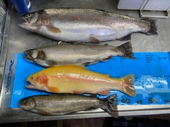 トラウトの釣果