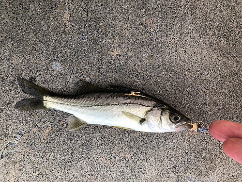 スズキの釣果