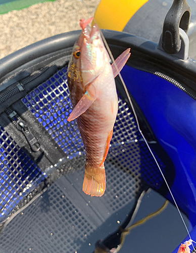 ホシササノハベラの釣果