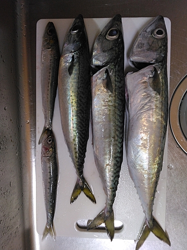 サバの釣果