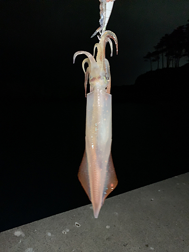 イカの釣果