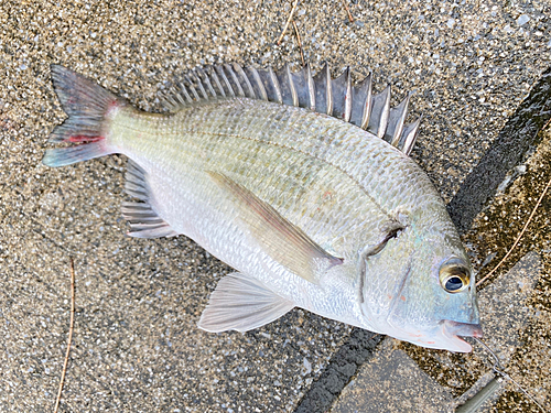 ミナミクロダイの釣果