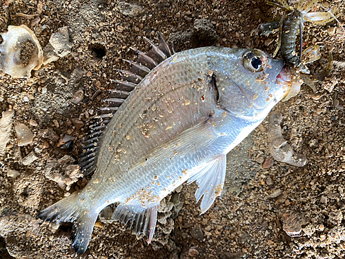 ミナミクロダイの釣果