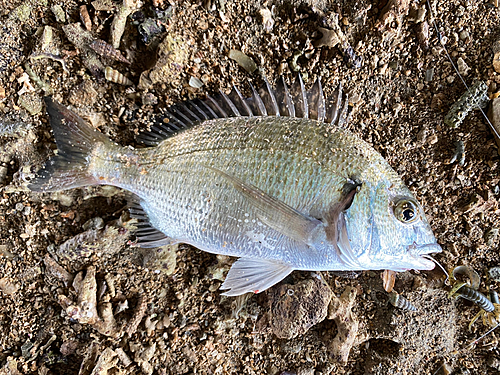 ミナミクロダイの釣果