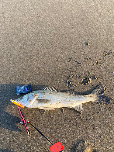 釣果