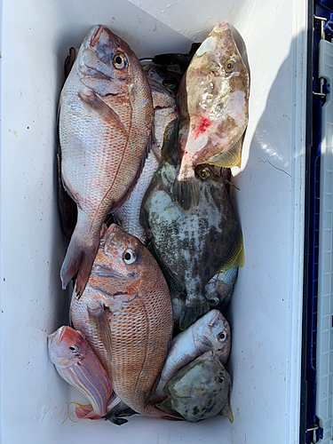 カワハギの釣果