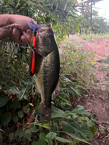 ブラックバスの釣果