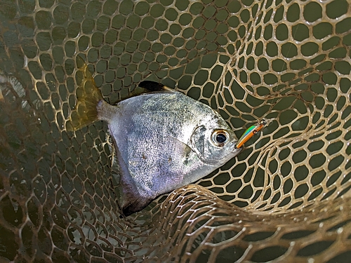 ツバメウオの釣果