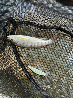 イワナの釣果