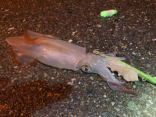 ケンサキイカの釣果