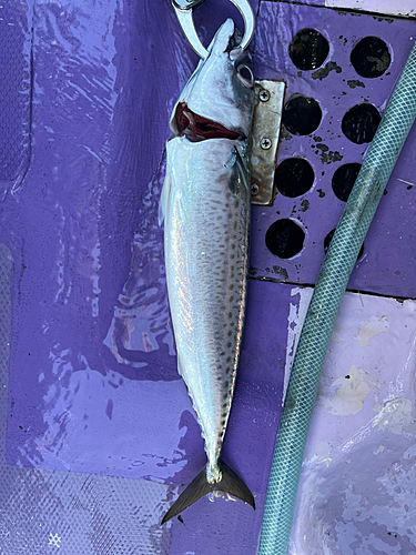 サバの釣果