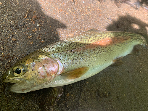 ニジマスの釣果