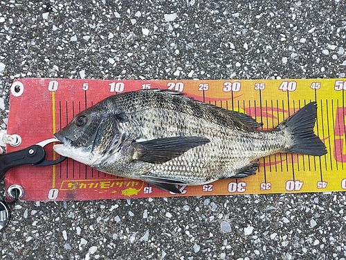 クロダイの釣果