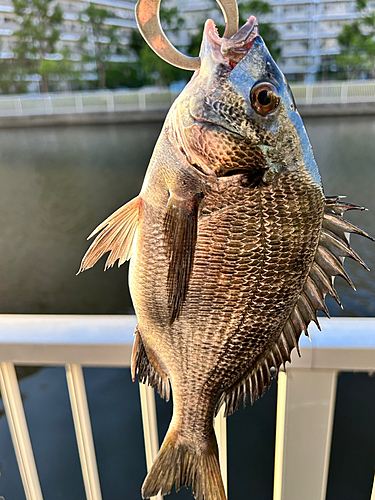 チヌの釣果