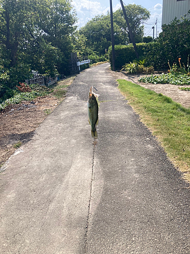 ライギョの釣果