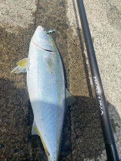 ハマチの釣果