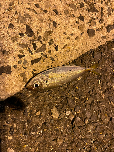 タイワンガザミの釣果