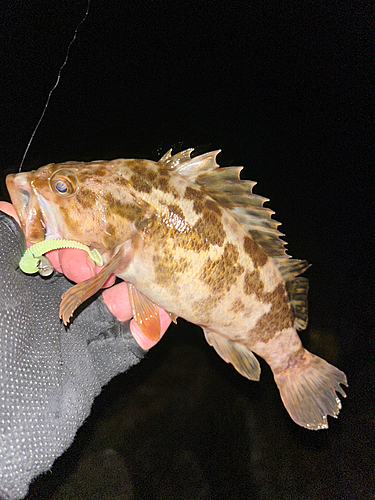 タケノコメバルの釣果