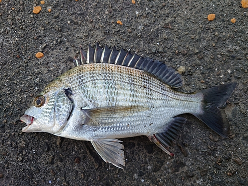 クロダイの釣果