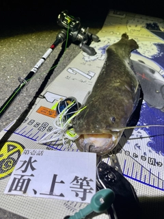 ナマズの釣果