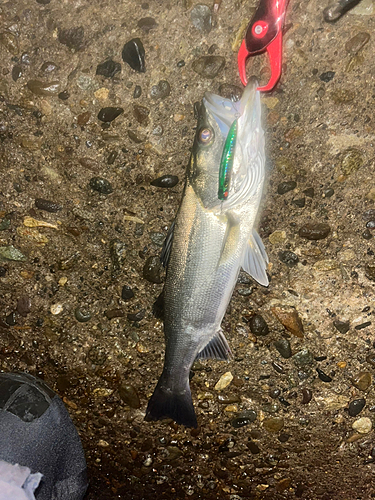 シーバスの釣果