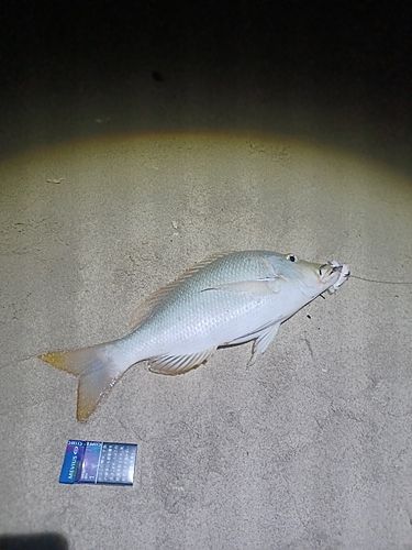 ハマフエフキの釣果