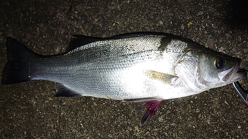 ヒラスズキの釣果