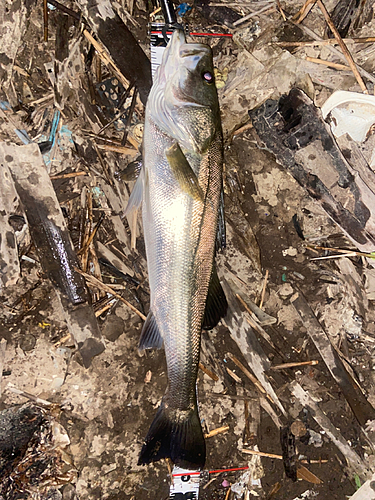 シーバスの釣果