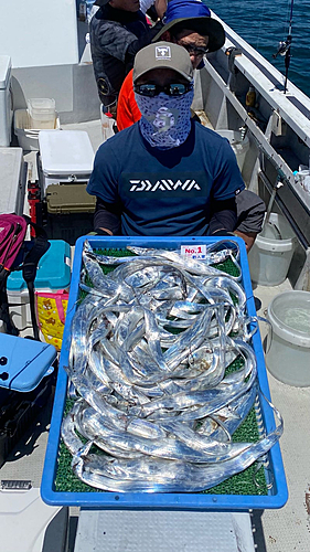 タチウオの釣果