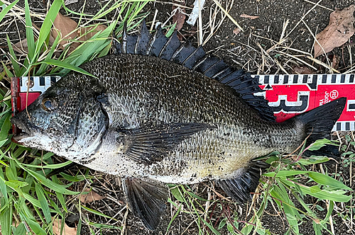 クロダイの釣果