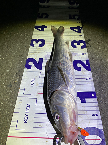 ニゴイの釣果