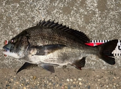 クロダイの釣果