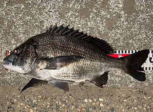 クロダイの釣果