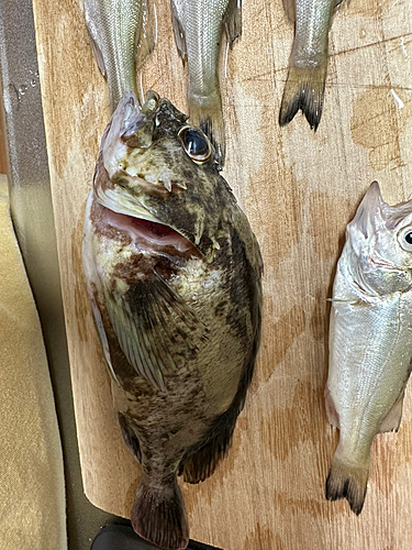 メバルの釣果