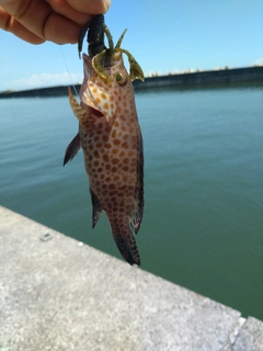 オオモンハタの釣果