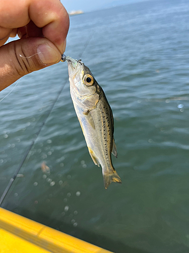 セイゴ（タイリクスズキ）の釣果