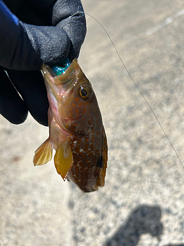 アコウの釣果