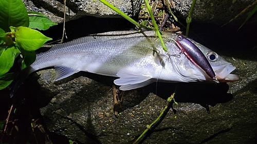 スズキの釣果