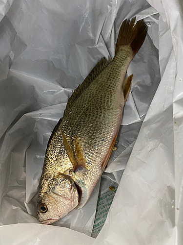 イシモチの釣果