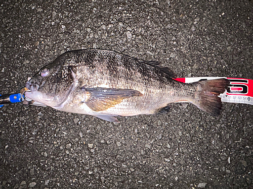 クロダイの釣果